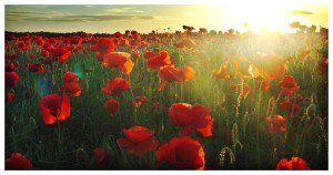 poppy-field